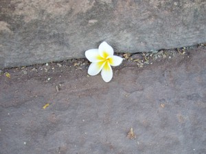 タイで見つけた一輪の花